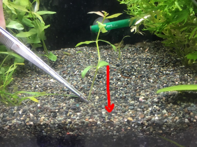 ピンセットで砂利に水草を植える手順の解説画像