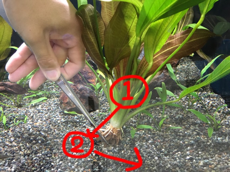 ピンセットで水草の根元を植える手順の解説画像