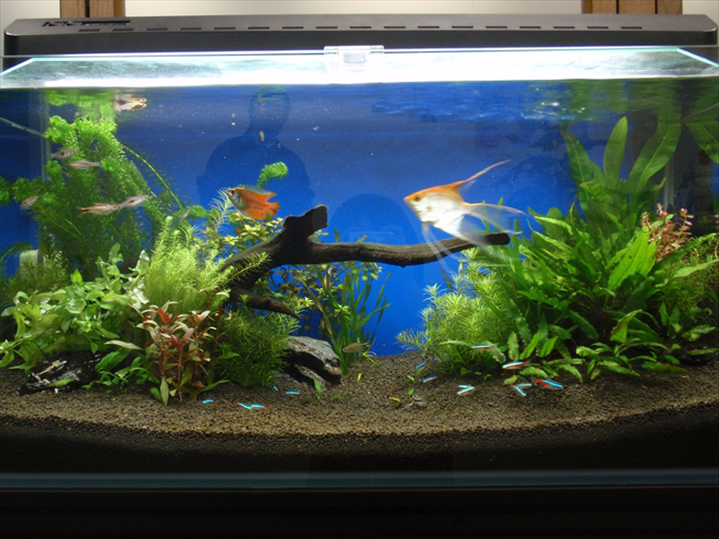 水草と流木を配置した水槽を泳ぐエンゼルフィッシュと小型魚