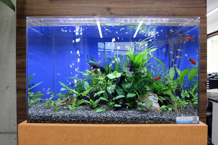 青い背景に水草と小型魚が泳ぐアクリル水槽の全景