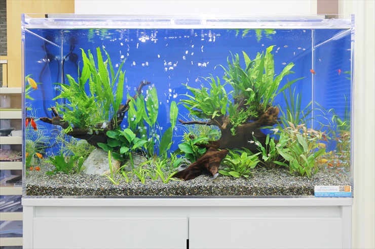 青い背景に流木と水草を配置した熱帯魚水槽の全景