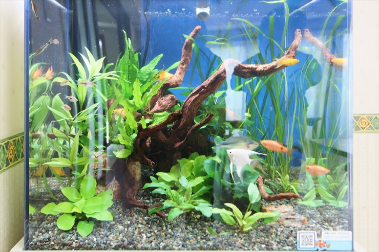 流木と水草を配置した水槽内を泳ぐエンゼルフィッシュと小型魚