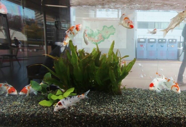 水草の茂る水槽内を泳ぐ複数の金魚と砂利の底床