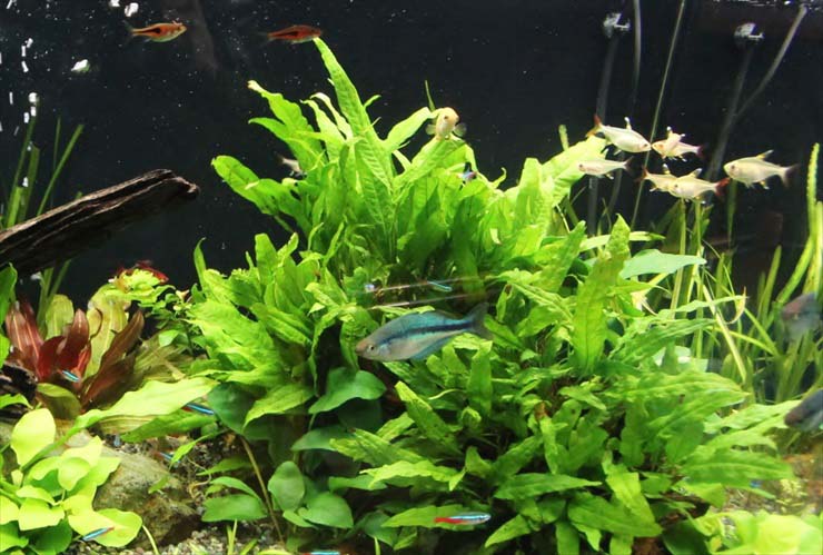 水草の茂みを泳ぐネオンテトラの仲間と小型熱帯魚の群れ