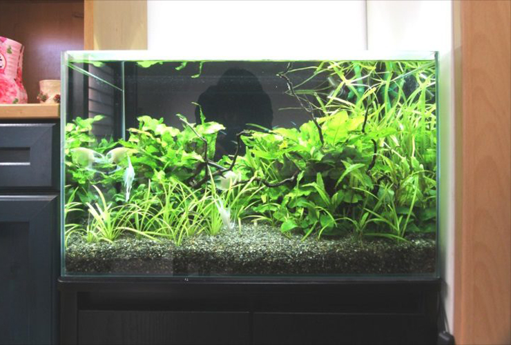 水草が茂る水槽内を泳ぐエンゼルフィッシュと流木