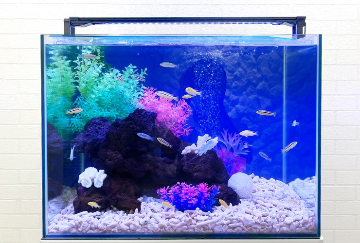 岩組と人工水草を配置した熱帯魚水槽と泳ぐ小型魚群