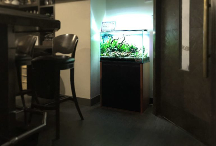 薄暗い店内に設置された流木と水草の熱帯魚水槽