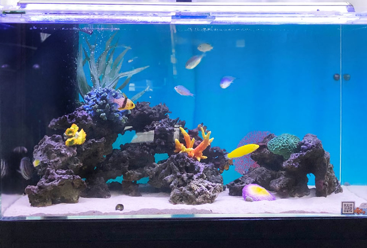 青い背景の海水魚水槽とライブロックに泳ぐ熱帯魚群