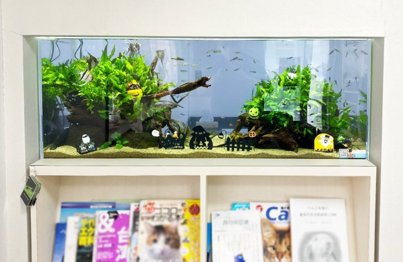 クリニック 壁埋め込み式 120cm淡水魚水槽 販売メンテナンス事例 現在の様子 水槽画像1