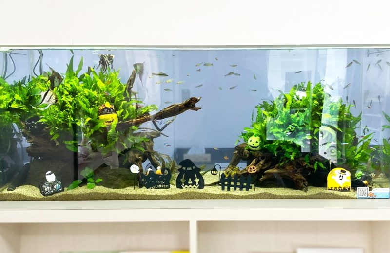 クリニック 壁埋め込み式 120cm淡水魚水槽 販売メンテナンス事例 現在の様子 水槽画像3