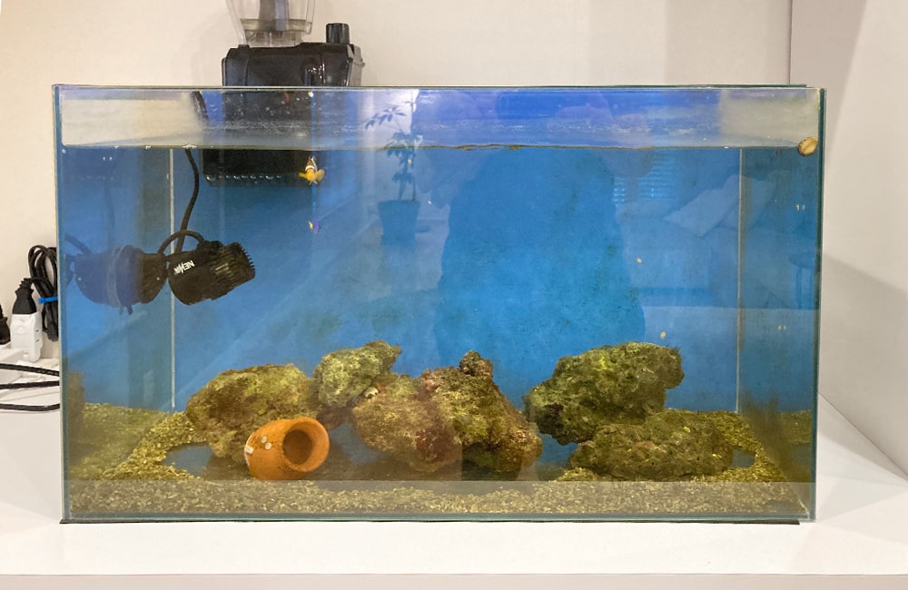ライブロックと素焼きの壺を配置した海水魚水槽