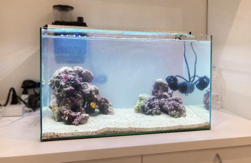 ご自宅の水槽をフルリニューアル 60cm海水魚水槽 水槽リニューアル事例 水槽画像5
