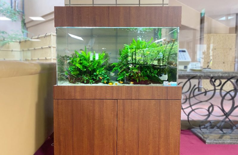 愛知県瀬戸市 老人ホーム様 90cm淡水魚水槽 水槽レンタル事例 現在の様子 水槽画像1