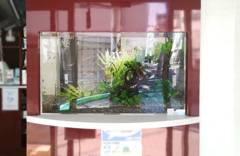 神奈川県横浜市 歯科医院 77cm淡水魚水槽 水槽メンテナンス事例 水槽画像1