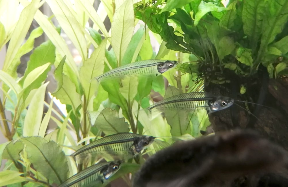 一風変わったパーテーション埋め込み水槽（透明な魚「トランスルーセントグラスキャット」）