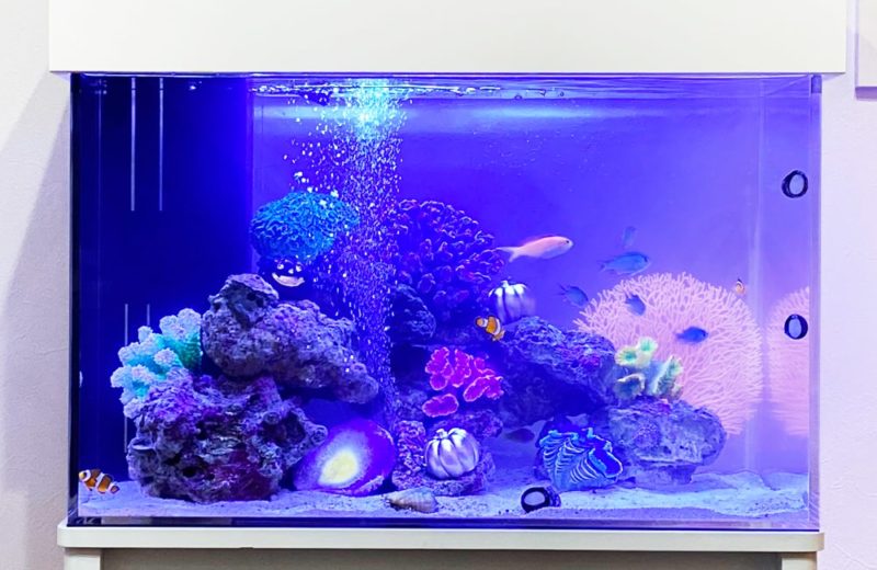 岐阜県 ご自宅に設置 60cm海水魚水槽 水槽レンタル事例 水槽画像3