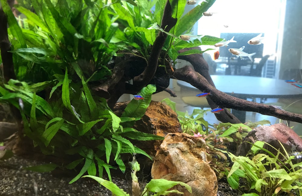 流木と水草の茂みを泳ぐネオンテトラの仲間と小型魚