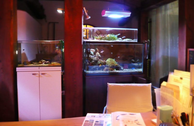 大田区 個人宅 海水魚水槽4台 水槽メンテナンス事例 水槽画像2