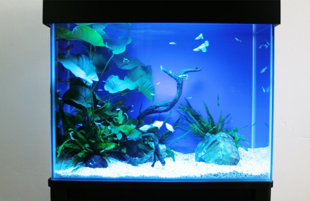 青い背景の水槽を泳ぐグッピーと水草のレイアウト