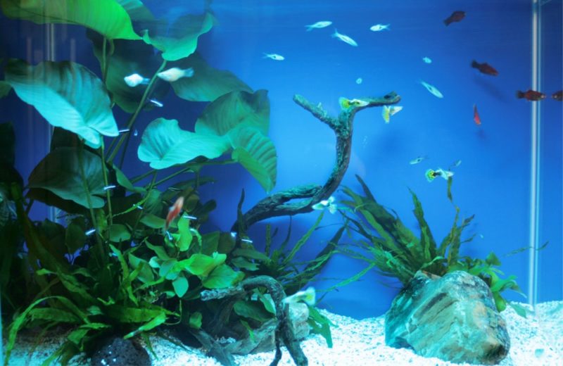豊島区 企業様 オフィス 45cm淡水魚水槽 水槽レンタル事例 水槽画像4