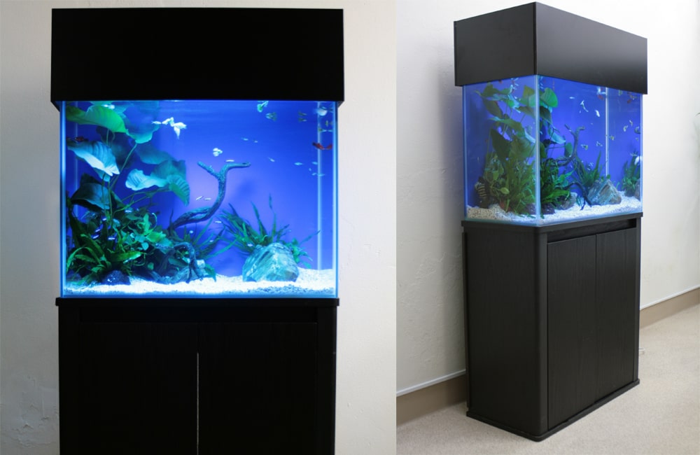 黒い水槽台とキャノピーを備えた青い背景の熱帯魚水槽