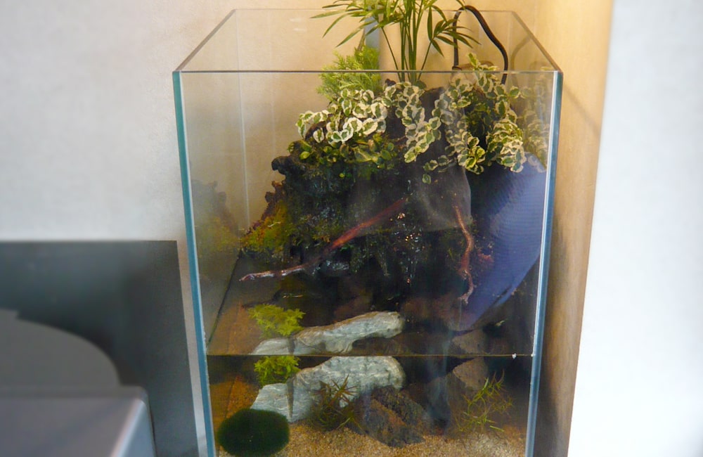 観葉植物と流木を組んだアクアテラリウム水槽