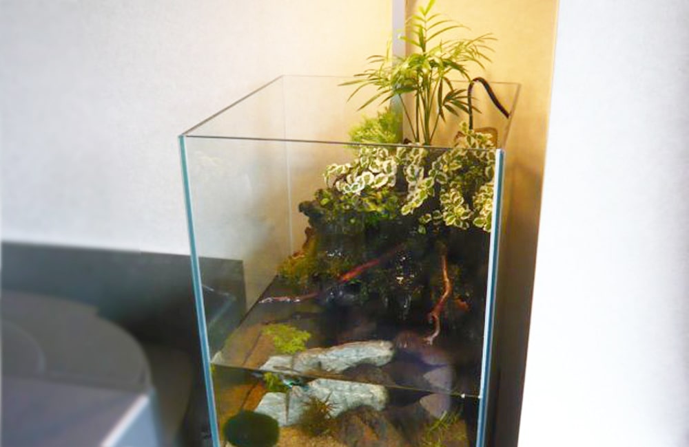 観葉植物と石を配置した縦長のアクアテラリウム水槽