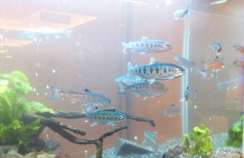 神奈川県横浜市 研究展示会に90cm淡水魚水槽を設置 水槽短期レンタル事例 水槽画像1