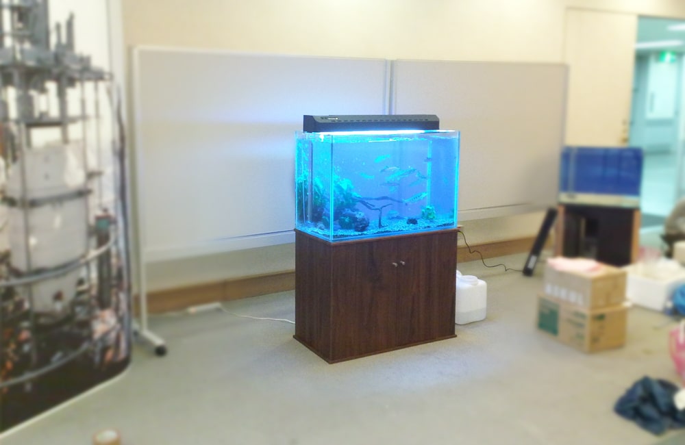 木製台に設置された青い照明の淡水魚水槽と白いボード