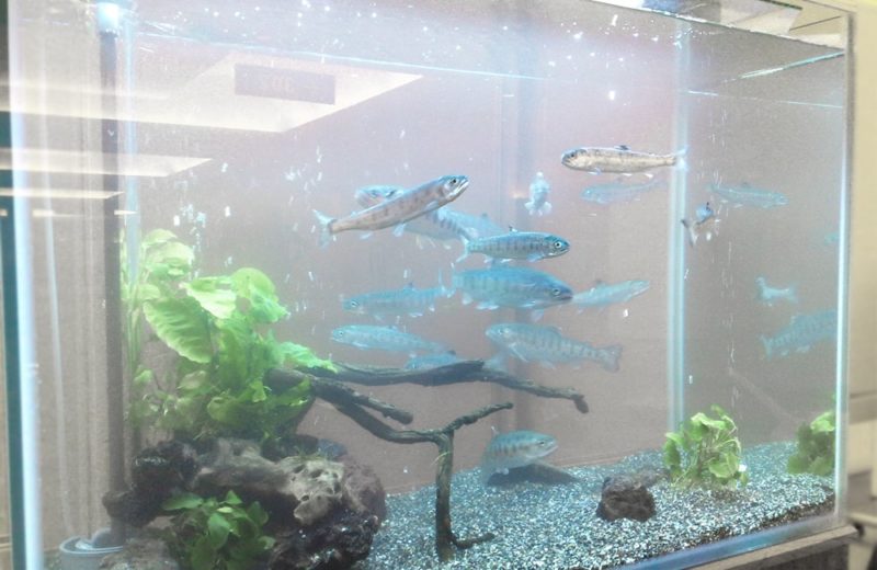 神奈川県横浜市 研究展示会に90cm淡水魚水槽を設置 水槽短期レンタル事例 水槽画像3