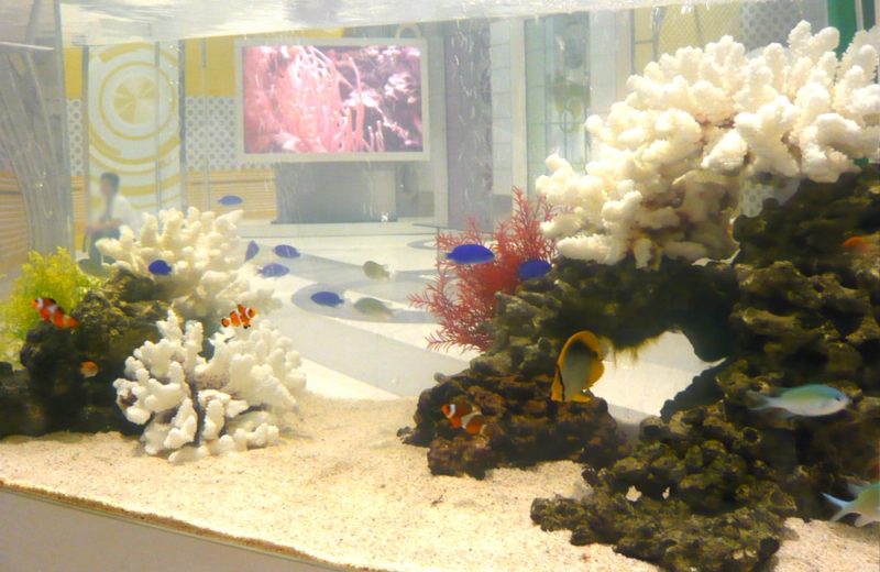 NHK撮影協力 情報番組に90cm海水魚水槽をレンタル 水槽短期レンタル事例 水槽画像1