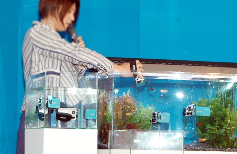 新作発表会に水槽を設置 90cm淡水魚水槽 短期水槽レンタル事例 水槽画像3