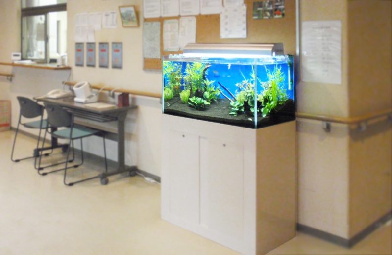 江東区 福祉支援施設様 90cm淡水魚水槽 レンタル事例 水槽画像1