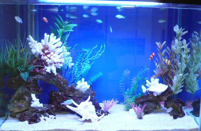 企業ビル ホーム 90cm海水魚水槽 水槽レンタル事例 水槽画像4