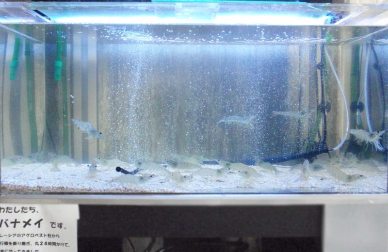 食品イベント 90cm海水魚水槽 水槽短期レンタル事例 水槽画像2
