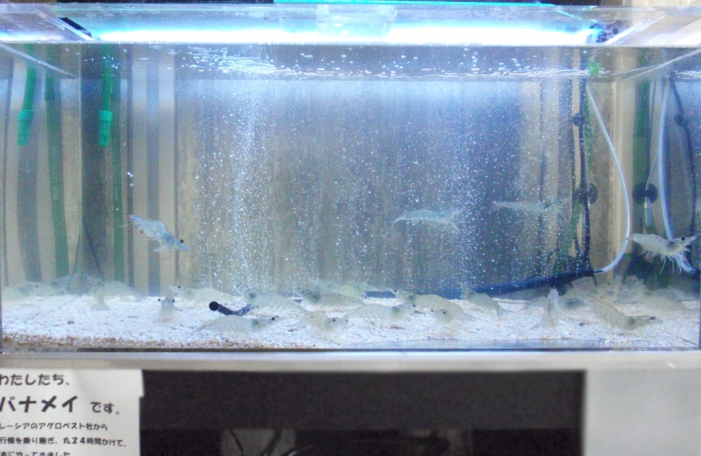 バナメイエビが泳ぐエアレーション付きの水槽内壁面