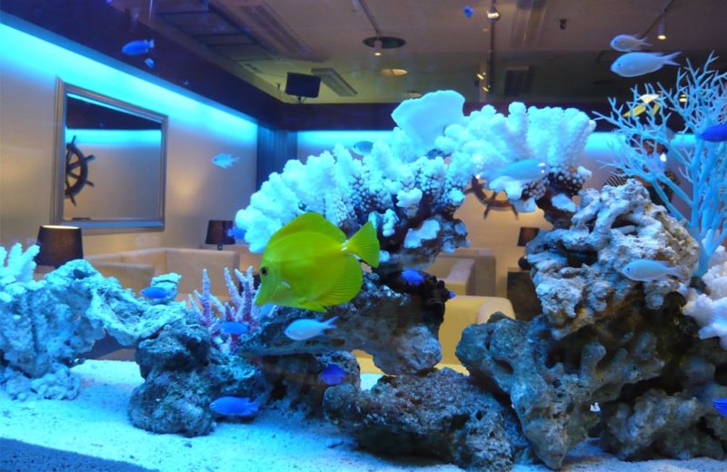 百貨店 販売会会場 120cm海水魚水槽 短期レンタルサービス事例 水槽画像1
