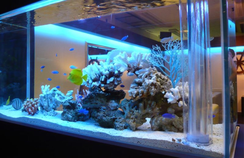 百貨店 販売会会場 120cm海水魚水槽 短期レンタルサービス事例 水槽画像4