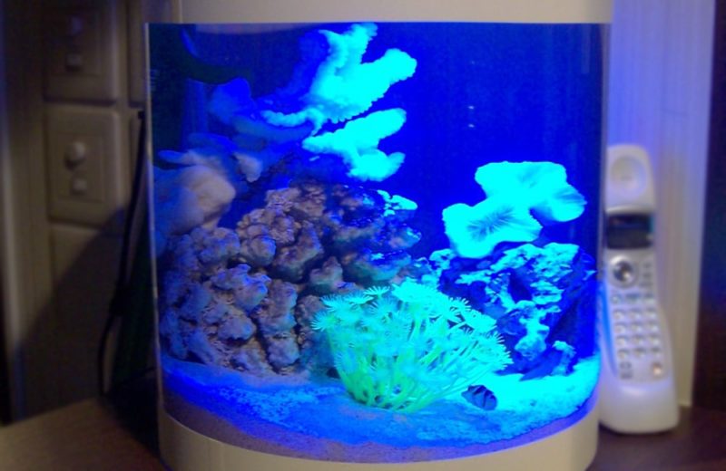 飲食店の水槽レンタル事例 円柱水槽を追加設置 その後の様子 水槽画像2