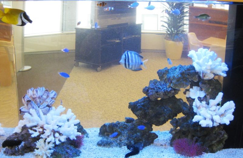 千代田区 おしゃれなオフィスに設置 90cm海水魚水槽 水槽レンタル事例 水槽画像3