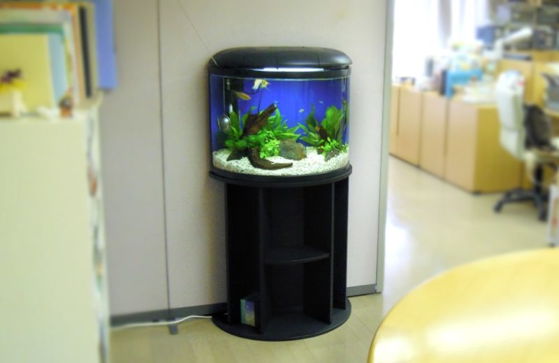 練馬区 企業様 事務所に設置 半円柱淡水魚水槽 水槽レンタル事例 水槽画像2