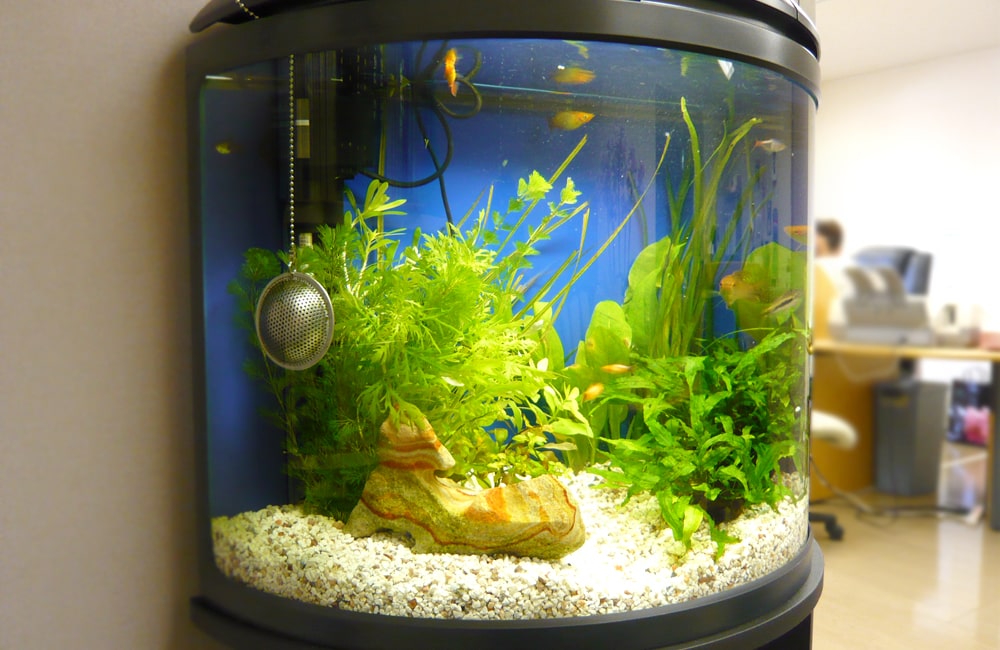 水草と小型魚が泳ぐ曲げガラスの円柱水槽