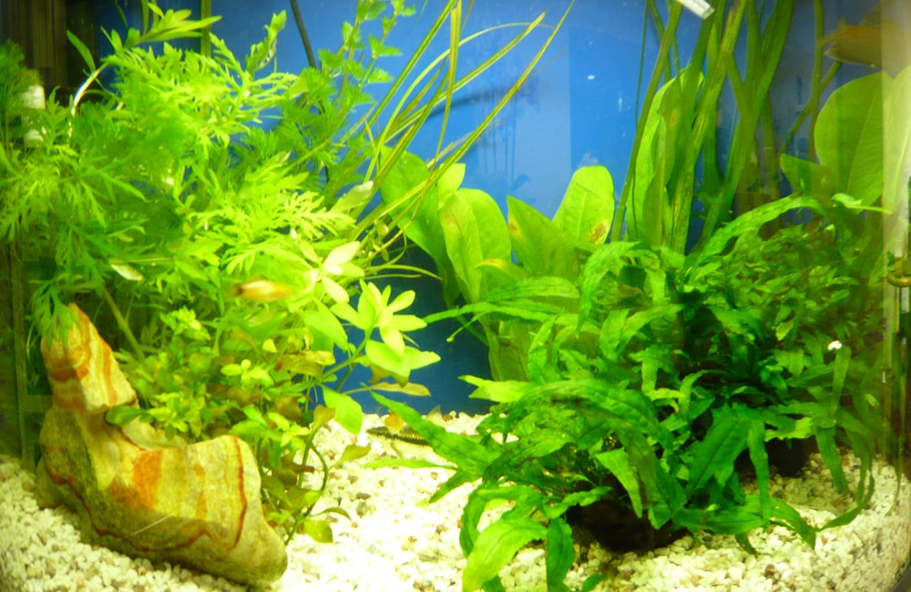 青い背景の水槽に茂る水草と白い砂利に置かれた石