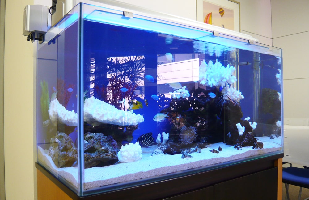 青い背景に白いサンゴと熱帯魚が泳ぐ海水魚水槽