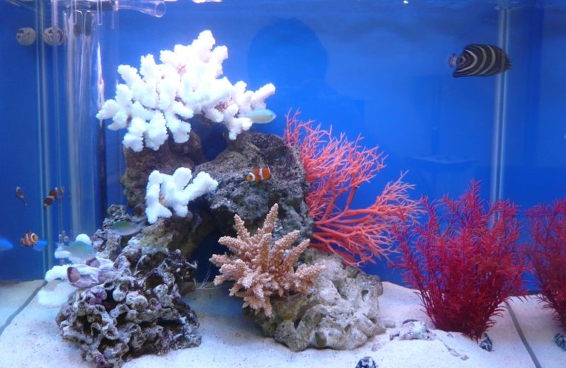 六本木 企業オフィス 60cm海水魚水槽 設置 水槽レンタル事例 水槽画像3