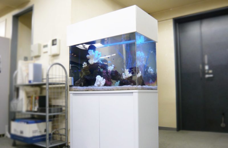 渋谷区 企業様 オフィス 90cm海水魚水槽 水槽レンタル事例 水槽画像1