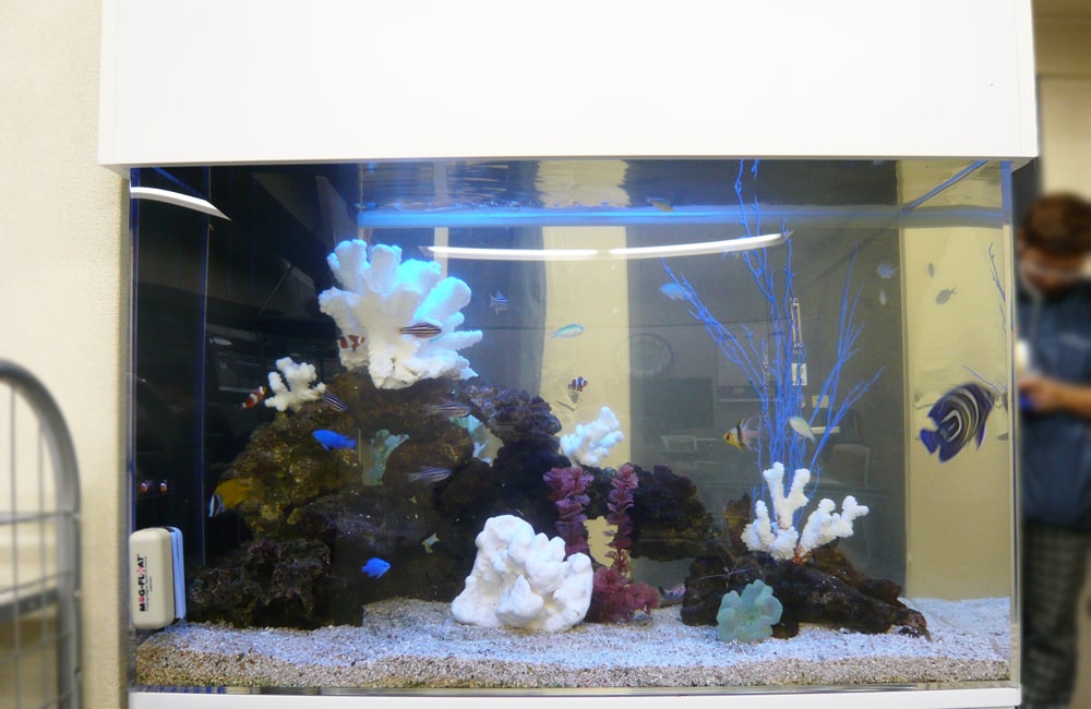 白いサンゴの骨格と海水魚が泳ぐ海水魚水槽のレイアウト