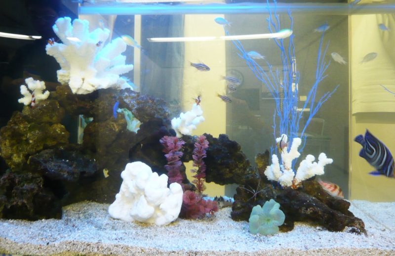 渋谷区 企業様 オフィス 90cm海水魚水槽 水槽レンタル事例 水槽画像3