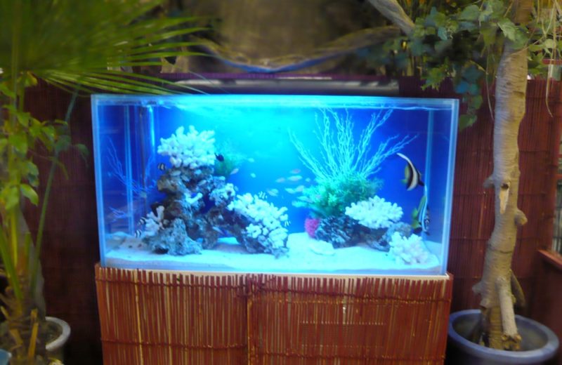 イベント会場に設置 90cm海水魚水槽 水槽短期レンタル事例 水槽画像1