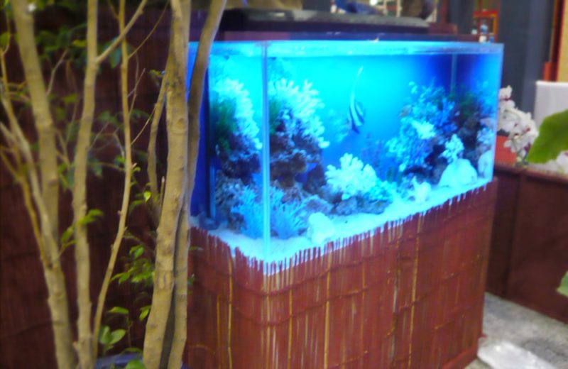 イベント会場に設置 90cm海水魚水槽 水槽短期レンタル事例 水槽画像2